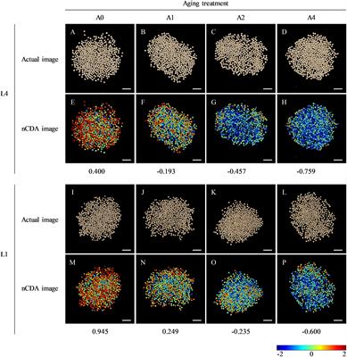 Integrated multispectral imaging, germination phenotype, and transcriptomic analysis provide insights into seed vigor responsive mechanisms in quinoa under artificial accelerated aging